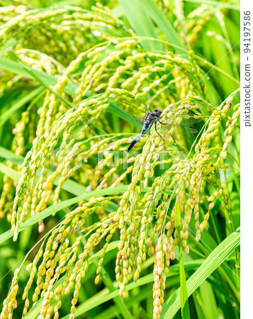 Scenery of the harvest in autumn A white dragonfly perched on the heavily ripened ears of rice 94197586