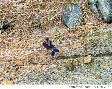 Autumn scenery Haguro dragonfly laying eggs in a stream 94197786