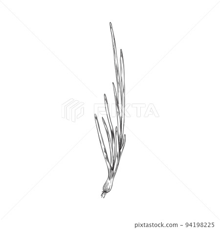 Spring onion in ink hand drawn style vector illustration isolated on white. Spring onion in ink hand drawn style vector illustration isolated on white. 94198225