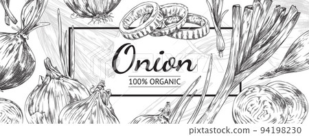 Organic onion background layout hand drawn sketch vector illustration isolated. 94198230