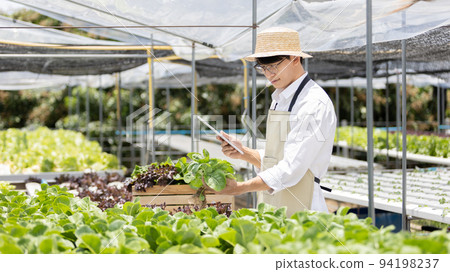 Owner of a small organic vegetable garden uses a tablet to control and direct the supply of water and nutrients or to record the growth of vegetables in the garden, Vegetables in the greenhouse. 94198237