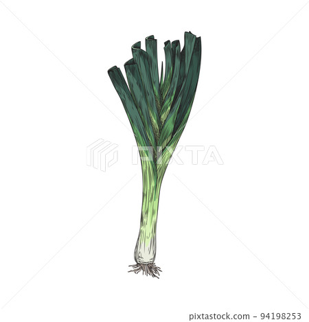 Hand drawn sprouting green onion with roots sketch style 94198253