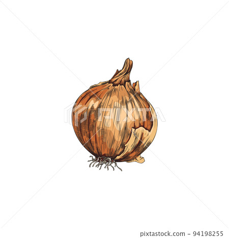 Hand drawn colorful whole onion with roots sketch style, vector illustration 94198255