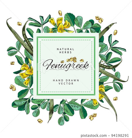 Fenugreek spice background or frame hand drawn vector illustration isolated. 94198291