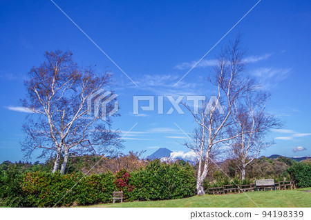 秋高氣爽的伊豆修善寺公園內的白樺和富士山 秋高氣爽的伊豆修善寺公園內的白樺和富士山 94198339