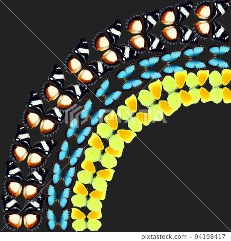 Beautiful multicolored butterflies flying up on black. Unusual background for business cards, invitations, cards, original design, exotic texture, nature concept Beautiful multicolored butterflies flying up on black. Unusual background for business cards, invitations, cards, original design, exotic texture, nature concept 94198417