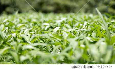 Background image of green oak green and purple lettuce, Hydroponics or organic vegetable garden in the greenhouse. Vegetables are beautiful to eat with no insect bite marks. Background image of green oak green and purple lettuce, Hydroponics or organic vegetable garden in the greenhouse. Vegetables are beautiful to eat with no insect bite marks. 94198547
