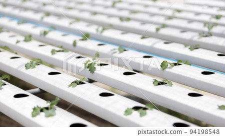 Background image of green oak green and purple lettuce, Hydroponics or organic vegetable garden in the greenhouse. Vegetables are beautiful to eat with no insect bite marks. Background image of green oak green and purple lettuce, Hydroponics or organic vegetable garden in the greenhouse. Vegetables are beautiful to eat with no insect bite marks. 94198548