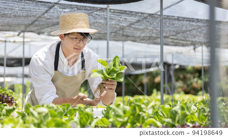 Owner of a hydroponics vegetable garden inspects agricultural produce in a greenhouse in preparation for delivery to consumers, Organic farming and organic vegetables, Healthy and vegan food concept. Owner of a hydroponics vegetable garden inspects agricultural produce in a greenhouse in preparation for delivery to consumers, Organic farming and organic vegetables, Healthy and vegan food concept. 94198649