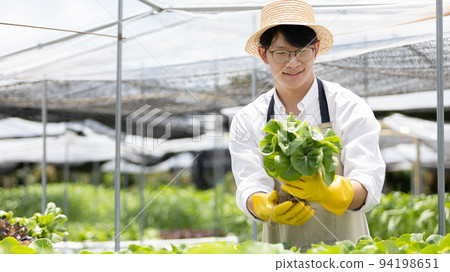 Owner of a hydroponics vegetable garden inspects agricultural produce in a greenhouse in preparation for delivery to consumers, Organic farming and organic vegetables, Healthy and vegan food concept. Owner of a hydroponics vegetable garden inspects agricultural produce in a greenhouse in preparation for delivery to consumers, Organic farming and organic vegetables, Healthy and vegan food concept. 94198651