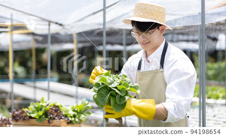 Owner of a hydroponics vegetable garden inspects agricultural produce in a greenhouse in preparation for delivery to consumers, Organic farming and organic vegetables, Healthy and vegan food concept. 94198654