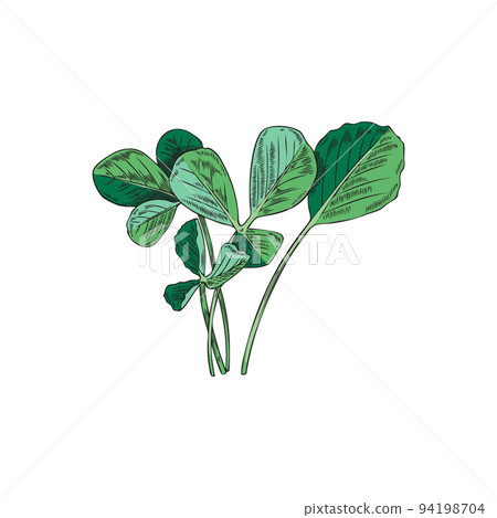 Hand drawn green leaves of fenugreek or basil, sketch vector illustration isolated on white background. Hand drawn green leaves of fenugreek or basil, sketch vector illustration isolated on white background. 94198704