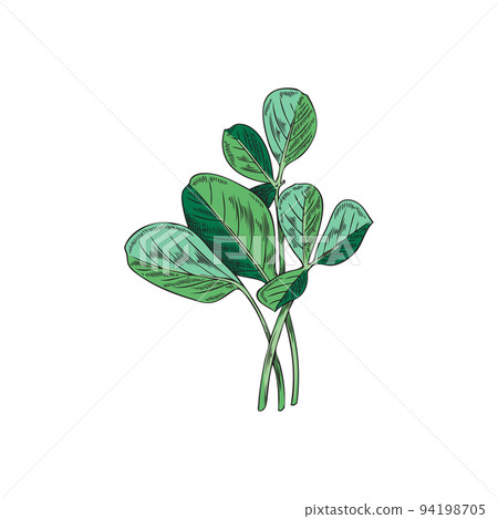 Fenugreek herbaceous plant for food flavoring vector illustration isolated. Fenugreek herbaceous plant for food flavoring vector illustration isolated. 94198705