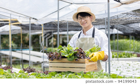 Owner of the hydroponics vegetable garden holds a basket of vegetables in the greenhouse. Beautiful organic green and purple lettuce in the farm, Healthy fruits and vegan food concept. Owner of the hydroponics vegetable garden holds a basket of vegetables in the greenhouse. Beautiful organic green and purple lettuce in the farm, Healthy fruits and vegan food concept. 94199043