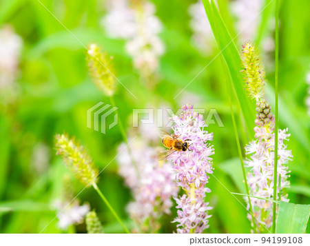 秋天的風景 可愛的蜜蜂從秋天的小花中吸食花蜜 秋天的風景 可愛的蜜蜂從秋天的小花中吸食花蜜 94199108