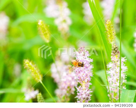 秋天的風景 可愛的蜜蜂從秋天的小花中吸食花蜜 94199109