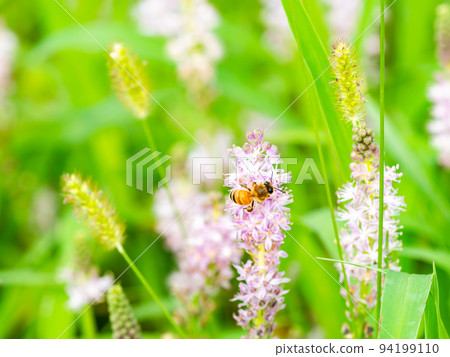 秋天的風景 可愛的蜜蜂從秋天的小花中吸食花蜜 秋天的風景 可愛的蜜蜂從秋天的小花中吸食花蜜 94199110