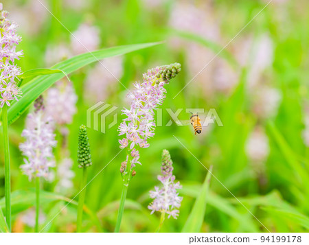 Autumn scenery Cute bees sucking nectar from small autumn flowers 94199178