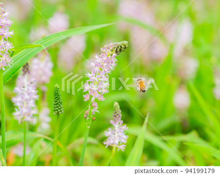 Autumn scenery Cute bees sucking nectar from small autumn flowers 94199179
