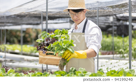 Owner of the hydroponics vegetable garden holds a basket of vegetables in the greenhouse. Beautiful organic green and purple lettuce in the farm, Healthy fruits and vegan food concept. 94199240