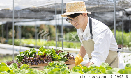 Owner of the hydroponics vegetable garden holds a basket of vegetables in the greenhouse. Beautiful organic green and purple lettuce in the farm, Healthy fruits and vegan food concept. 94199248