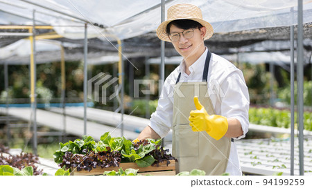 Owner of the hydroponics vegetable garden holds a basket of vegetables in the greenhouse. Beautiful organic green and purple lettuce in the farm, Healthy fruits and vegan food concept. 94199259