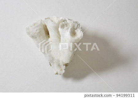 White coral fossil white background White coral fossil white background 94199311