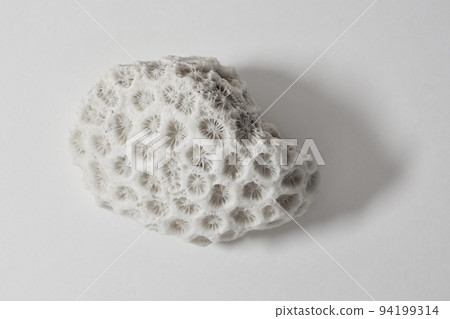 White coral fossil white background 94199314