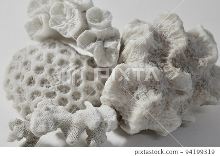 白色珊瑚化石白色背景 94199319