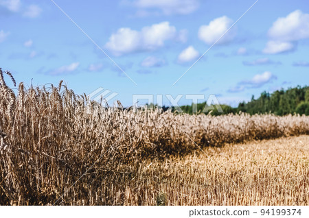 A field with ripe rye or wheat in summer against a cloudy sky. Harvesting period 94199374