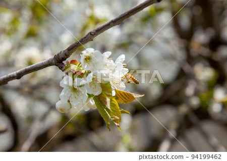 Working honeybee flying over the white flower of sweet cherry tree. Bee looking pollen and nectar to make sweet honey. Working honeybee flying over the white flower of sweet cherry tree. Bee looking pollen and nectar to make sweet honey. 94199462