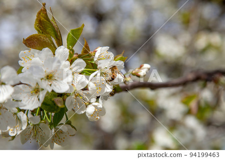 Close up view of working honeybee on white flower of sweet cherry tree. Collecting pollen and nectar to make sweet honey. Close up view of working honeybee on white flower of sweet cherry tree. Collecting pollen and nectar to make sweet honey. 94199463