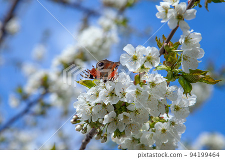 Close up view of butterfly on white flower of sweet cherry tree. Collecting pollen and nectar. Close up view of butterfly on white flower of sweet cherry tree. Collecting pollen and nectar. 94199464