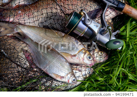 Two freshwater white bream or silver bream on keepnet with bronze breams or carp breams on green grass and fishing rod with reel on natural background.. 94199471