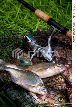 Two freshwater white bream or silver bream on keepnet with bronze breams or carp breams on green grass and fishing rod with reel on natural background.. 94199472
