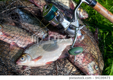 Single freshwater white bream or silver bream on keepnet with bronze breams or carp breams on green grass and fishing rod with reel on natural background.. 94199473