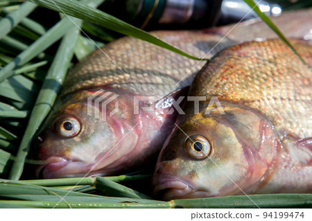 Close up view of big freshwater common bream fish on keepnet.. 94199474