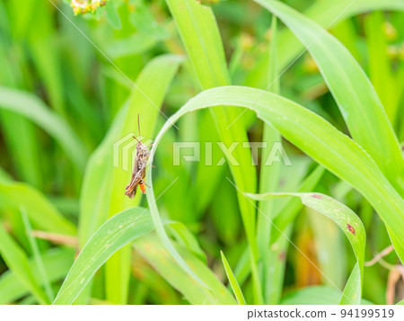 Autumn scenery locusts perched on ears of rice 94199519