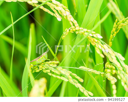 Autumn scenery locusts perched on ears of rice 94199527