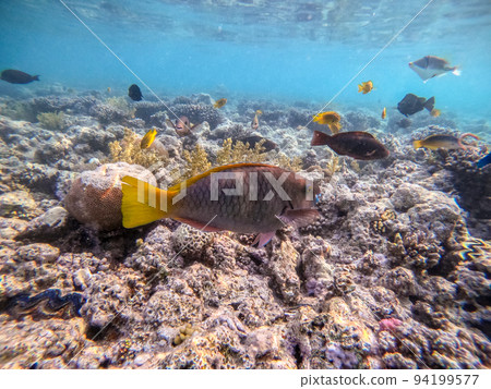 Close up view of Hipposcarus longiceps or Longnose Parrotfish (Hipposcarus Harid) at coral reef.. 94199577