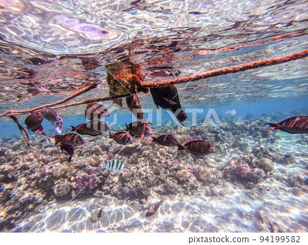 Shoal of differend kinds of the fish -  sailfin tang, Longnose Parrotfish, Picasso trigger, Birdmouth wrasse, Klunzinger's wrasse and other tropical fish swimming at the coral reef in the Red Sea, 94199582