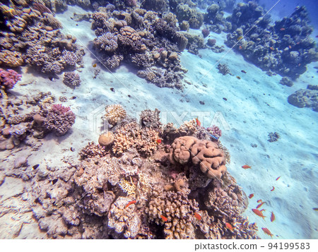 Underwater life of reef with corals, shoal of Lyretail anthias (Pseudanthias squamipinnis) and other kinds of tropical fish. Coral Reef at the Red Sea, Egypt. Underwater life of reef with corals, shoal of Lyretail anthias (Pseudanthias squamipinnis) and other kinds of tropical fish. Coral Reef at the Red Sea, Egypt. 94199583