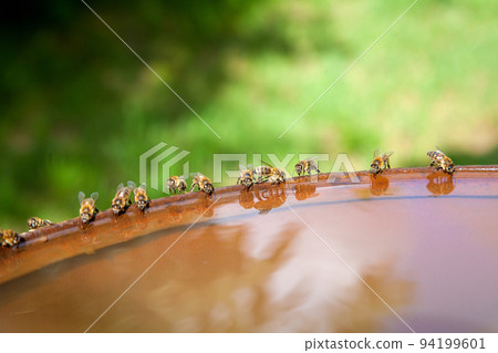 Bees drinking water in hot summer day.. 94199601