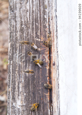 Swarming bees at the entrance of white beehive in apiary.. Swarming bees at the entrance of white beehive in apiary.. 94199609