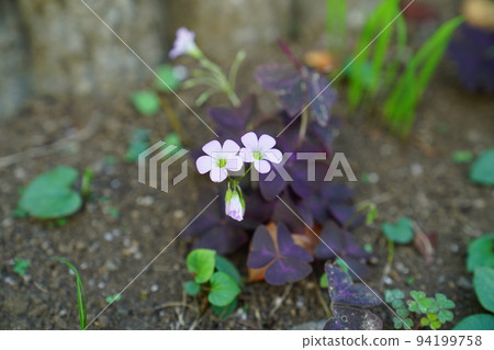 紫麥盧武鉉 紫麥盧武鉉 94199758