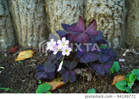 Murasakinomai 94199772