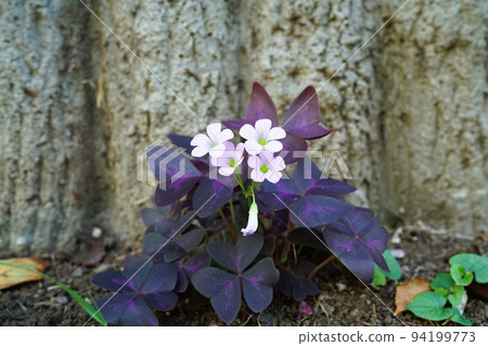 Murasakinomai 94199773