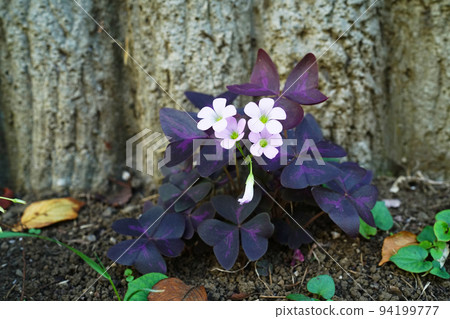 Murasakinomai 94199777