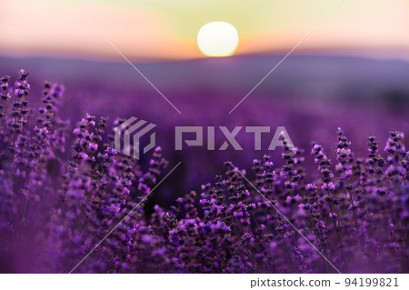Blooming lavender in a field at sunset in Provence. Fantastic summer mood, floral sunset landscape of meadow lavender flowers. Peaceful bright and relaxing nature scenery. Blooming lavender in a field at sunset in Provence. Fantastic summer mood, floral sunset landscape of meadow lavender flowers. Peaceful bright and relaxing nature scenery. 94199821