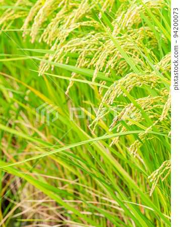 Scenery of the harvest of autumn, ears of rice heavily ripened 94200073
